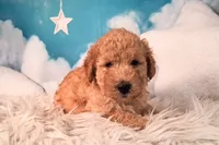 Maynard💚Petite Double Doodle, a male Miniature Goldendoodle for sale in Holden, MO – 3 of 8