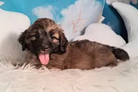 Stanley Manley💙Mini St Berdoodle , a male Saint Berdoodle for sale in Holden, MO – 4 of 7