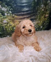 Yvonne - Micro Double Doodle, a female Double Doodle for sale in Holden, MO – 3 of 6