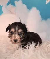 Poncho❤️Petite Sheltidoodle , a male Shetland Sheepdog and Poodle - Miniature  for sale in Holden, MO – 4 of 6