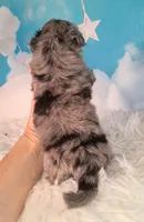 Perci💚 Petite Sheltidoodle , a male Shetland Sheepdog and Poodle - Miniature  for sale in Holden, MO – 2 of 8