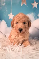 Maynard💚Petite Double Doodle, a male Miniature Goldendoodle for sale in Holden, MO – 4 of 8