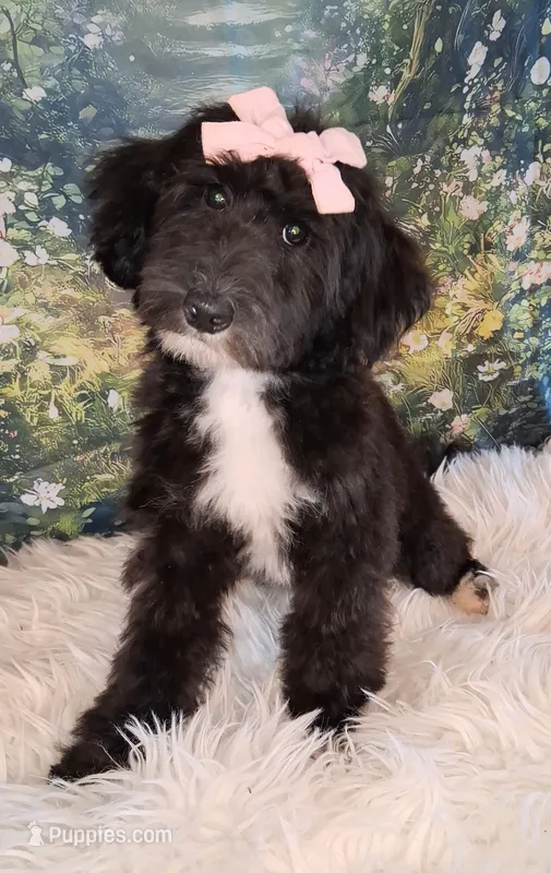 Dora - Micro Double Doodle- Financing – Double Doodle puppy for sale in Holden, MO