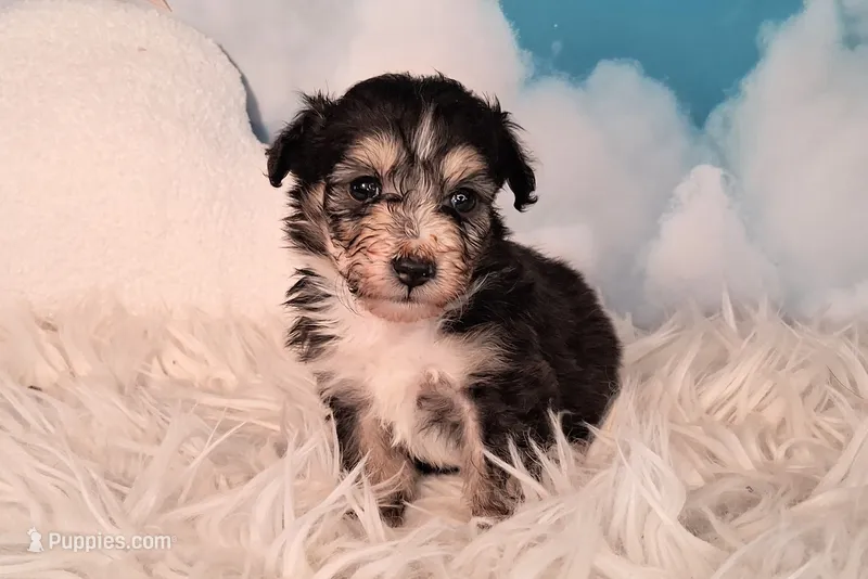 Poncho❤️Petite Sheltidoodle  – Shetland Sheepdog, Poodle - Miniature  puppy for sale in Holden, MO