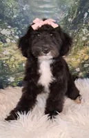 Dora - Micro Double Doodle- Financing, a female Double Doodle for sale in Holden, MO – 4 of 10