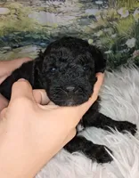 Murray - Petite Double Doodle, a male Miniature Goldendoodle for sale in Holden, MO – 3 of 3