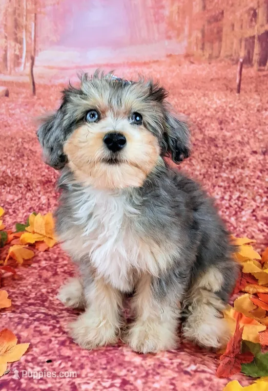 Piper💛Petite Sheltidoodle  – Shetland Sheepdog, Poodle - Miniature  puppy for sale in Holden, MO