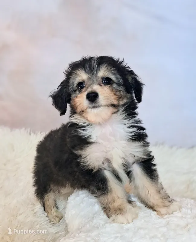 Poncho❤️Petite Sheltidoodle  – Shetland Sheepdog, Poodle - Miniature  puppy for sale in Holden, MO