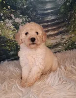 Yukon- Micro Double Doodle, a male Double Doodle for sale in Holden, MO – 6 of 7