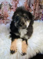 Rocky F1 Toy Sheltidoodle, a male Shetland Sheepdog and Poodle - Miniature  for sale in Holden, MO – 6 of 6
