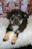 Rocky F1 Toy Sheltidoodle, a male Shetland Sheepdog and Poodle - Miniature  for sale in Holden, MO – 4 of 6