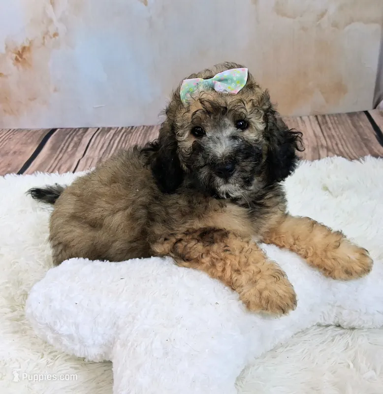 Stella Bella💗Mini Saint Berdoodle  – Saint Berdoodle puppy for sale in Holden, MO