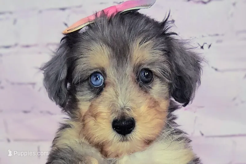 Piper💛Petite Sheltidoodle  – Shetland Sheepdog, Poodle - Miniature  puppy for sale in Holden, MO