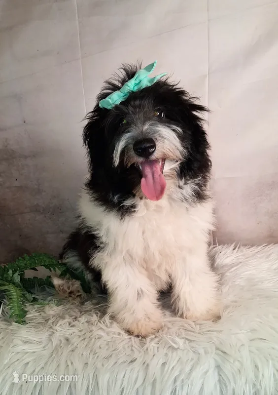 Whimsy💗Micro Sheltie X Poodle – Shetland Sheepdog puppy for sale in Holden, MO