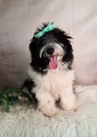Whimsy💗Micro Sheltie X Poodle, a female Shetland Sheepdog for sale in Holden, MO – 1 of 10