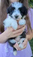 Whimsy-Micro Sheltidoodle, a female Shetland Sheepdog for sale in Holden, MO – 1 of 5