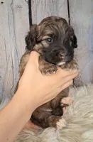 Sergeant Stubs - Mini St Berdoodle , a male Saint Berdoodle for sale in Holden, MO – 3 of 7