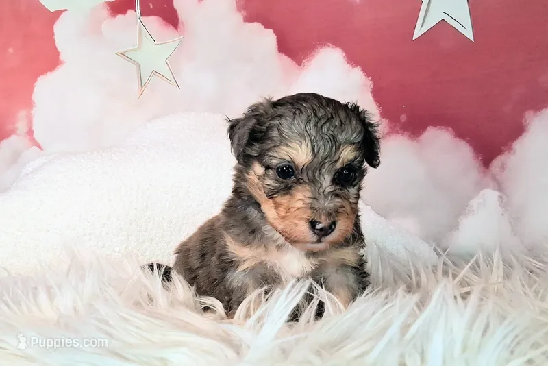 Paisley💜Petite Sheltidoodle  – Shetland Sheepdog, Poodle - Miniature  puppy for sale in Holden, MO