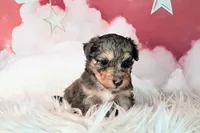 Paisley💜Petite Sheltidoodle , a female Shetland Sheepdog and Poodle - Miniature  for sale in Holden, MO – 1 of 4