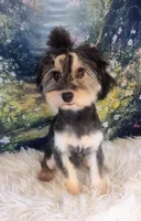 Remmi - Toy Sheltidoodle , a male Shetland Sheepdog and Poodle - Toy  for sale in Holden, MO – 2 of 7