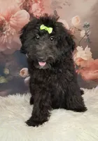 Bella Micro Double Doodle, a female Double Doodle for sale in Holden, MO – 1 of 7