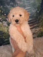 Yukon- Micro Double Doodle, a male Double Doodle for sale in Holden, MO – 7 of 7