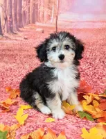 Poncho❤️Petite Sheltidoodle , a male Shetland Sheepdog and Poodle - Miniature  for sale in Holden, MO – 4 of 8