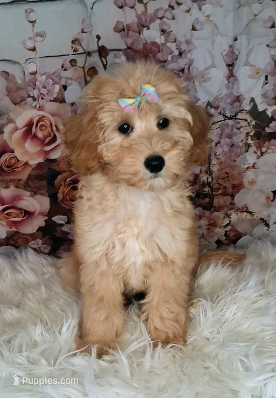 Yvonne - Micro Double Doodle – Double Doodle puppy for sale in Holden, MO