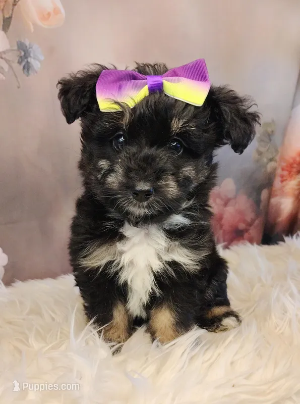 Rina – Shetland Sheepdog, Poodle - Miniature  puppy for sale in Holden, MO
