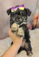 Rina, a female Shetland Sheepdog and Poodle - Miniature  for sale in Holden, MO – Photo 4 of 4