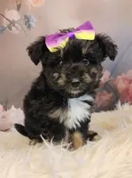 Rina, a female Shetland Sheepdog and Poodle - Miniature  for sale in Holden, MO – Photo 2 of 4