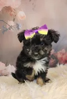 Rina, a female Shetland Sheepdog and Poodle - Miniature  for sale in Holden, MO – Photo 3 of 4