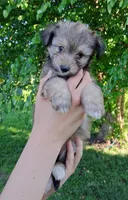 Whisper Micro Sheltidoodle , a female Shetland Sheepdog and Poodle - Miniature  for sale in Holden, MO – 2 of 2