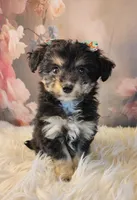 Rita, a female Shetland Sheepdog and Poodle - Miniature  for sale in Holden, MO – Photo 3 of 5