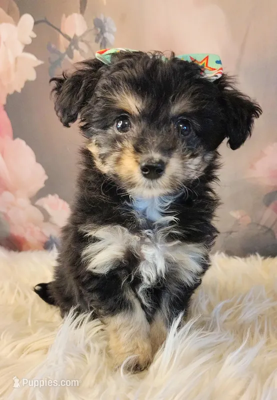 Rita – Shetland Sheepdog, Poodle - Miniature  puppy for sale in Holden, MO