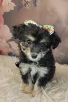 Rita, a female Shetland Sheepdog and Poodle - Miniature  for sale in Holden, MO – Photo 4 of 5