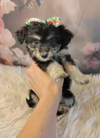 Rita, a female Shetland Sheepdog and Poodle - Miniature  for sale in Holden, MO – Photo 2 of 5