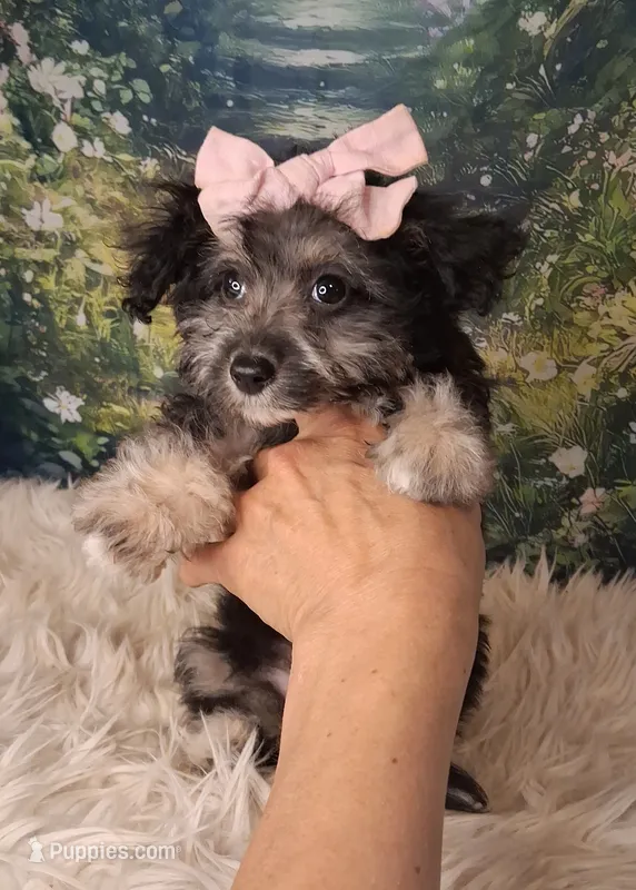 Raya – Shetland Sheepdog, Poodle - Miniature  puppy for sale in Holden, MO