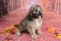 Stanley Manley💙Mini St Berdoodle , a male Saint Berdoodle for sale in Holden, MO – 4 of 9