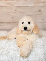 Yukon- Micro Double Doodle •Financing , a male Double Doodle for sale in Holden, MO – 1 of 8