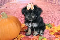 Penelope💗 Petite Sheltidoodle , a female Shetland Sheepdog and Poodle - Miniature  for sale in Holden, MO – 6 of 9