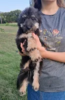 Rocky F1 Toy Sheltidoodle, a male Shetland Sheepdog and Poodle - Miniature  for sale in Holden, MO – 6 of 7