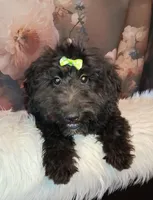 Bella Micro Double Doodle, a female Double Doodle for sale in Holden, MO – 2 of 7