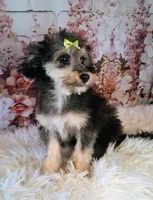 Rina F1 Micro Sheltiedoodle , a female Shetland Sheepdog and Poodle - Miniature  for sale in Holden, MO – 3 of 4