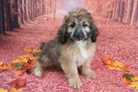 Stanley Manley💙Mini St Berdoodle , a male Saint Berdoodle for sale in Holden, MO – 2 of 9