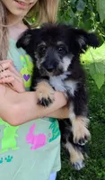 Rocky F1 Toy Sheltidoodle, a male Shetland Sheepdog and Poodle - Miniature  for sale in Holden, MO – 3 of 6