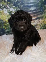 Yisabella, a female Double Doodle for sale in Holden, MO – 2 of 4
