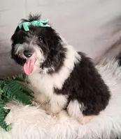 Whimsy💗Micro Sheltie X Poodle, a female Shetland Sheepdog for sale in Holden, MO – 2 of 10