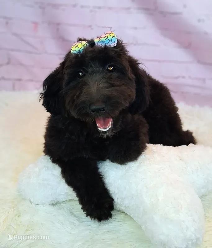 Bella Micro Double Doodle – Double Doodle puppy for sale in Holden, MO