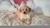 Mia💗Petite Double Doodle, a female Miniature Goldendoodle for sale in Holden, MO – 7 of 8